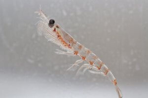The Importance of Krill in the Ocean's Ecosystems