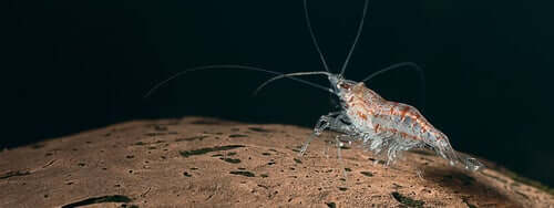 A krill swimming near the ocean floor.