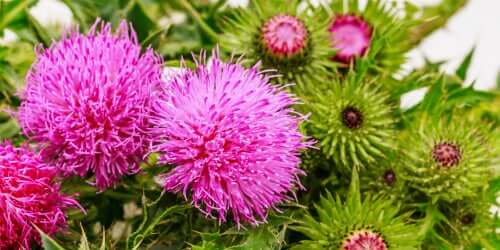 A close-up showing milk thistle flowers.