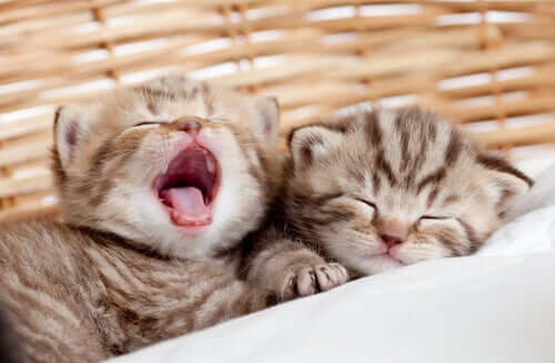 Two newborn kittens sleeping together.