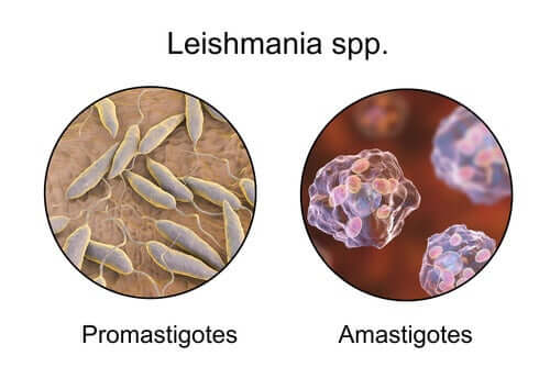 The difference between promastigotes and amastigotes.