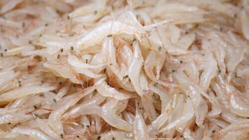 The importance of krill.