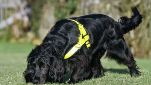 How to prevent pyometra in bitches.