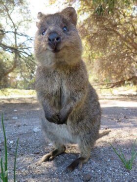 Meet the Quokka: The Happiest Animal in the World - My Animals