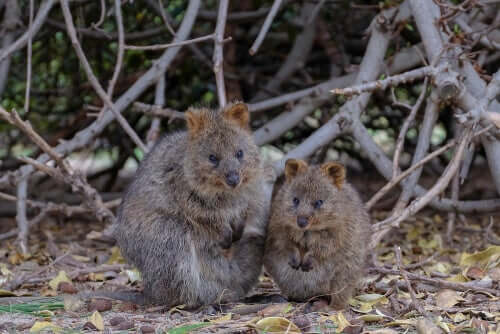 Two quokkas sitting on the ground.