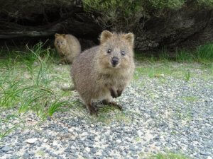 Meet the Quokka: The Happiest Animal in the World
