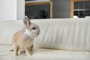 A rabbit on a couch.