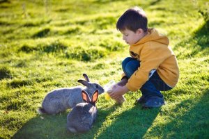 A boy feeding his pet rabbits. 