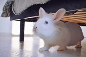 Keeping Rabbits as Pets: Everything You Need to Know