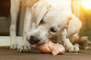 A puppy eating natural raw chicken.