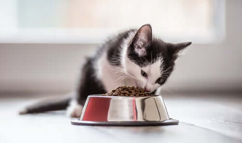 Feline Diet and Nutrition: 4 Things You Need to Know