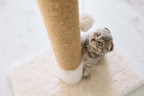All about Scratching Posts for Cats