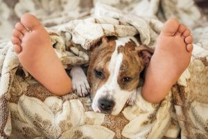 The Big Question: Is It Safe to Sleep With Your Pet?