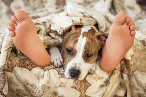 The Big Question: Is It Safe to Sleep With Your Pet?