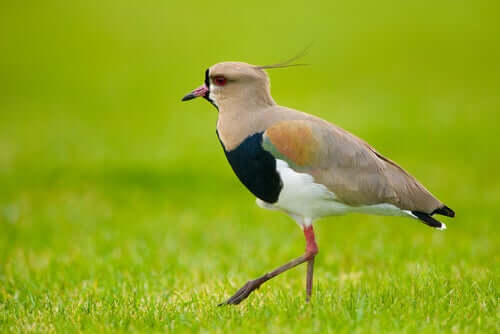 A southern lapwing bird.