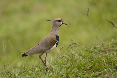 Learn All About the Southern Lapwing