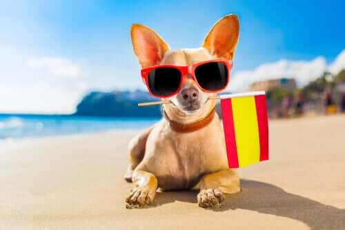 A chihuahua holding a Spanish flag in its mouth. 