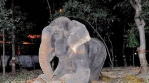 An abused elephant.