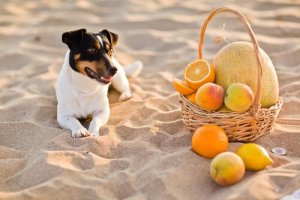 A Jack Russell and a basket of fruit.