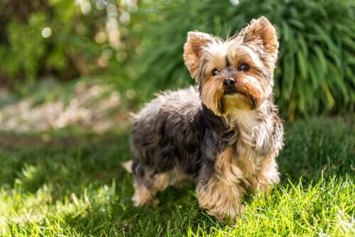 A Yorkshire terrier standing on a lawn. 