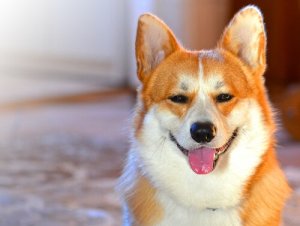 Can Technology Help You Understand Your Dog's Mood?