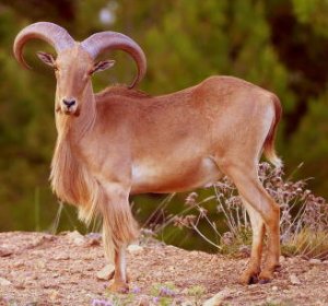 Barbary Sheep - An Invasive Species?