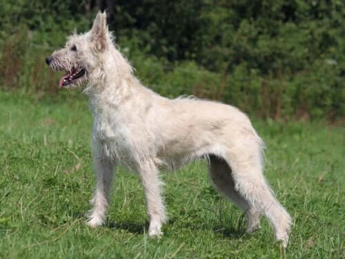 Bouvier des Ardennes, ένα σκυλί σκυλάκι και ευγενικό