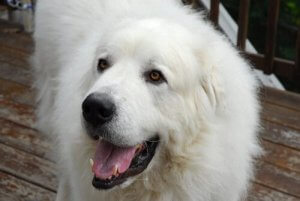 All About The Amazing Great Pyrenees
