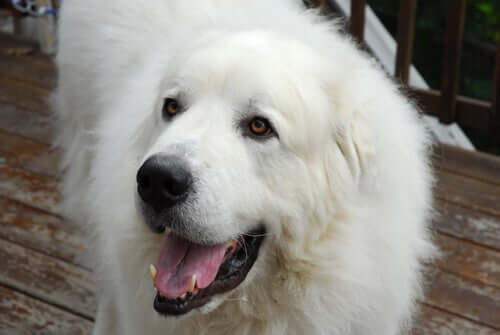 All About The Amazing Great Pyrenees