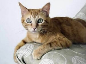 Brazilian Shorthair - From Rags to Riches