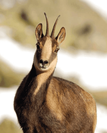 A chamois looking at the camera.