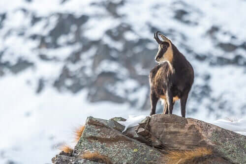 A chamois on top of the world.