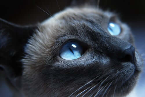 A closeup of a cat.