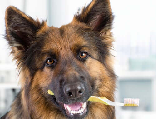 A dog holding a toothbrush.