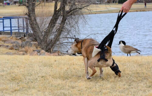 A dog on a leash.