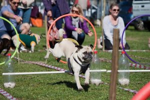 Dog Parks - Make Your Walks More Exciting