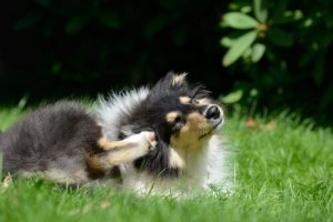 Scientific Reasons Why Dogs Scratch Themselves