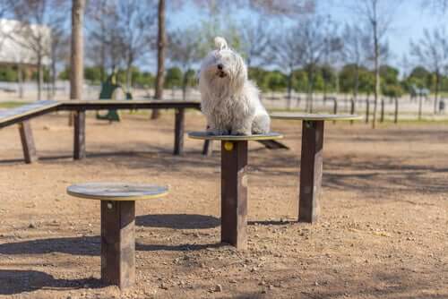 A dog seated on top of a post.