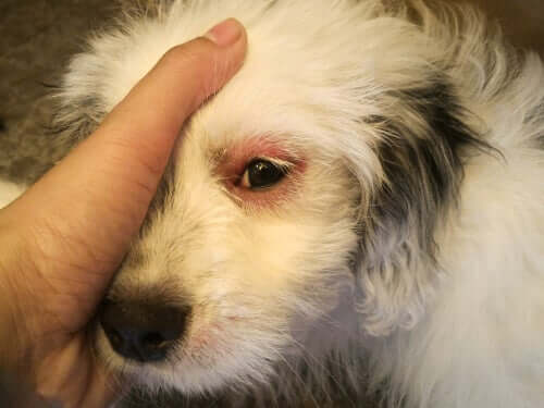 A hand covering a dog's eye.