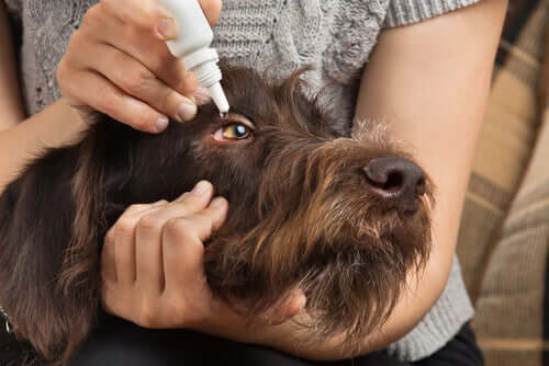 A person putting drops in a dog's eye.