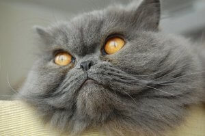 The Most Popular Cat Breeds Out There