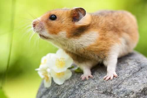 A rodent on a rock next to a flower.