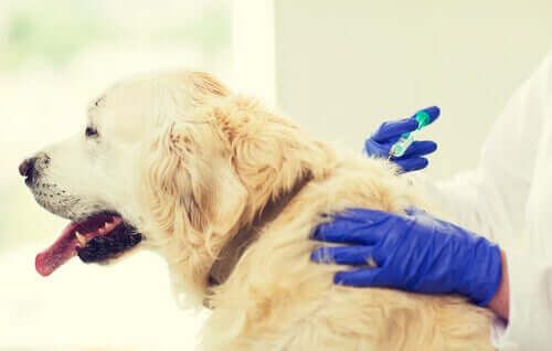 A vet injecting a dog.