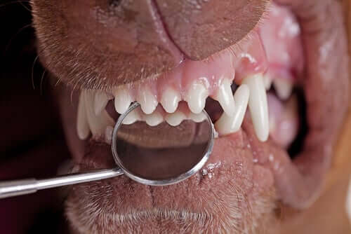 A vet looking at a dog's teeth.