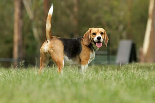 A beagle in a field.
