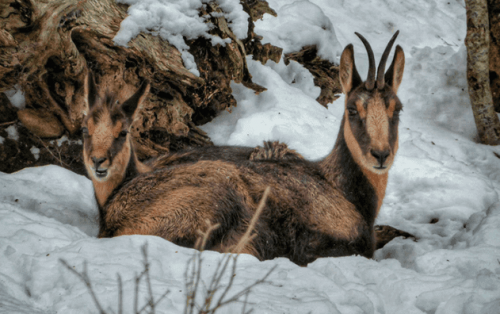 What Is the Mysterious Pyrenean Chamois?