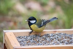Toxic Types of Food Your Birds Should Never Eat