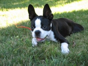 Brachycephalic Dog Breeds