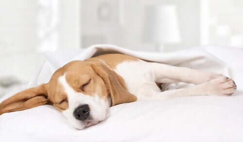 Nighttime Restlessness in Dogs - Reasons and Solutions