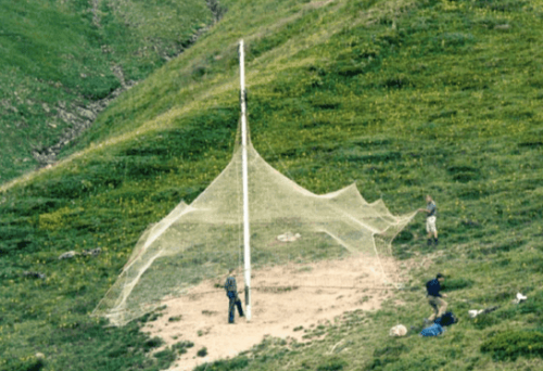 People setting up a net for capturing wild animals.
